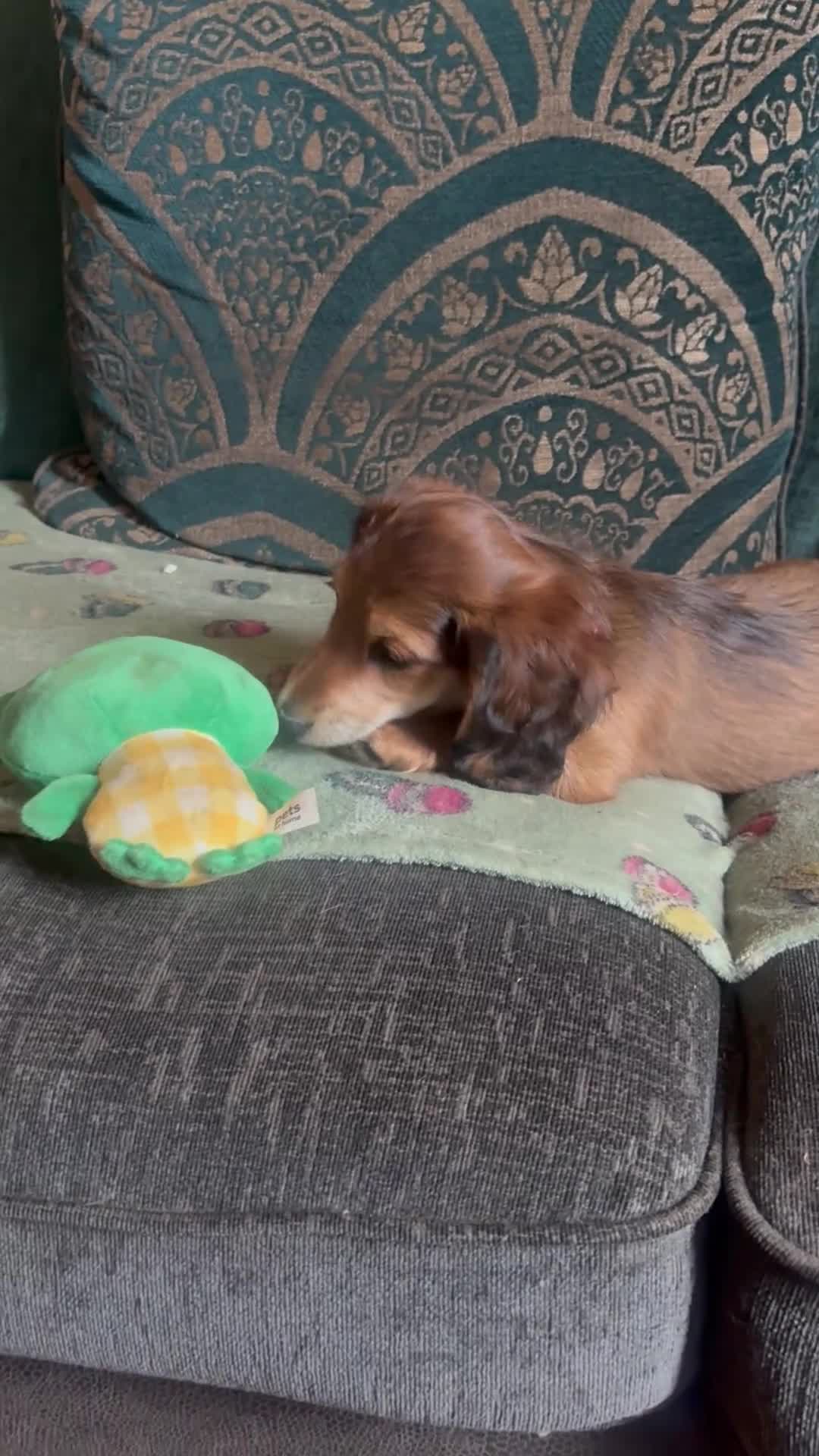 Miniature Dachshund dogs for sale: Long haired miniature dachshunds - Video 2