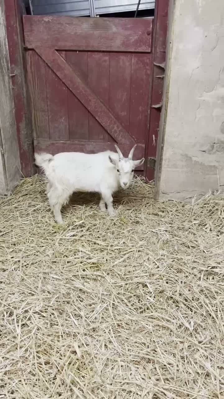 Goats livestock for sale: Gorgeous Pygmy Billy  - Video 2