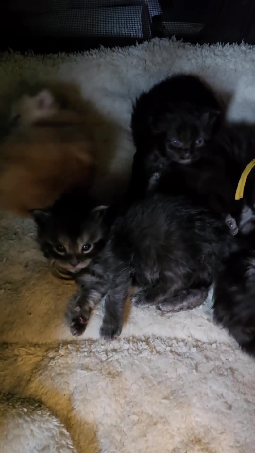 Maine Coon cats for sale: Maine Coon Kittens Smokes Large Russian Lines - Video 1