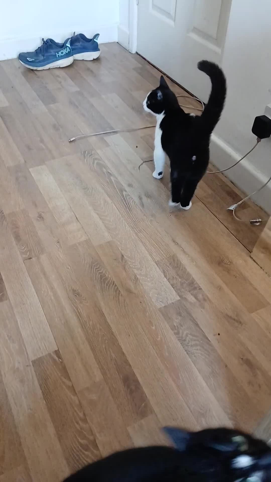 Mixed Breed cats for sale: 18 week old female kittens  - Video 5