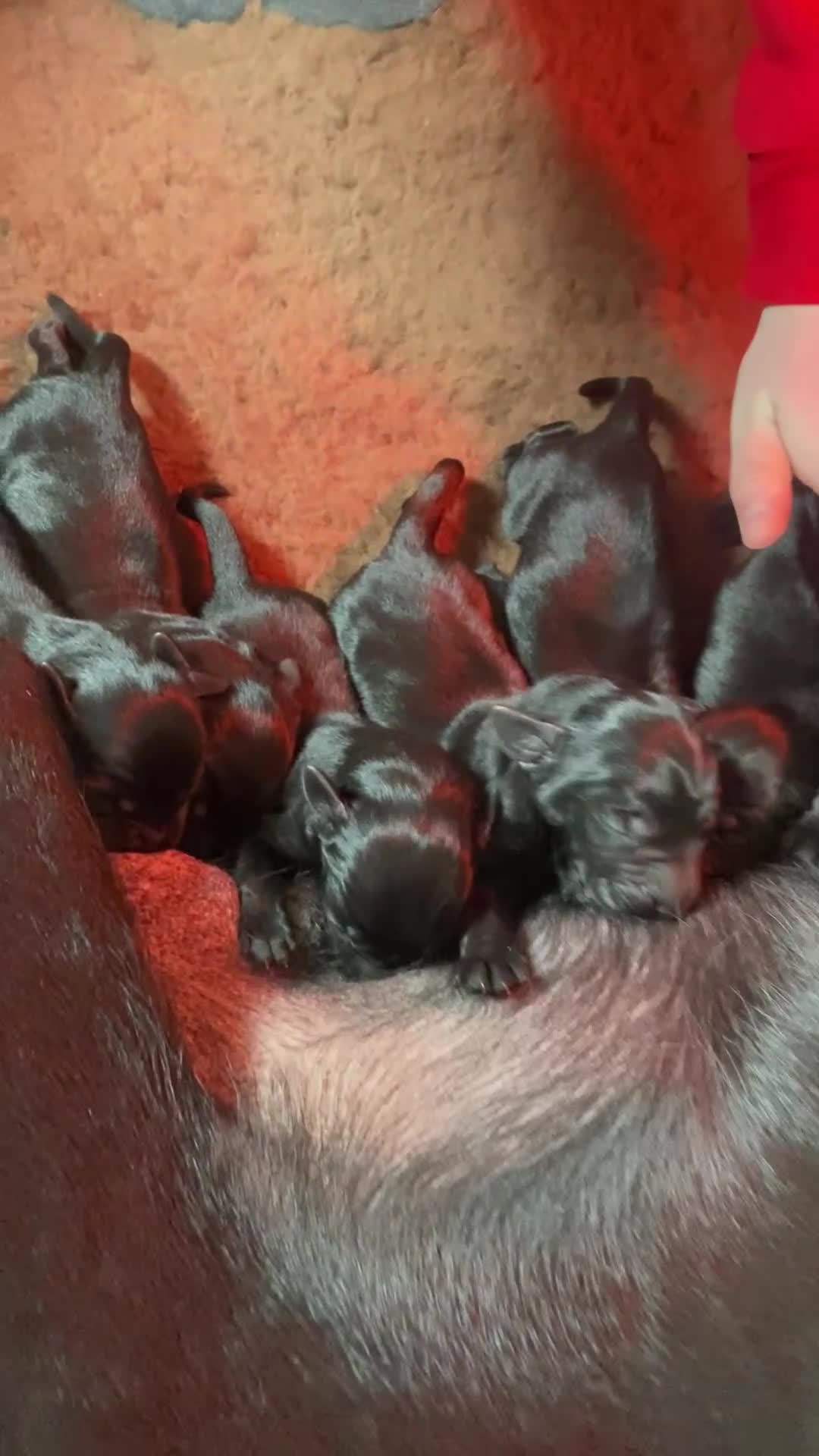 Mixed Breed dogs for sale: Labrador x flat coat retriever puppies for sale  in Bristol - Video 1