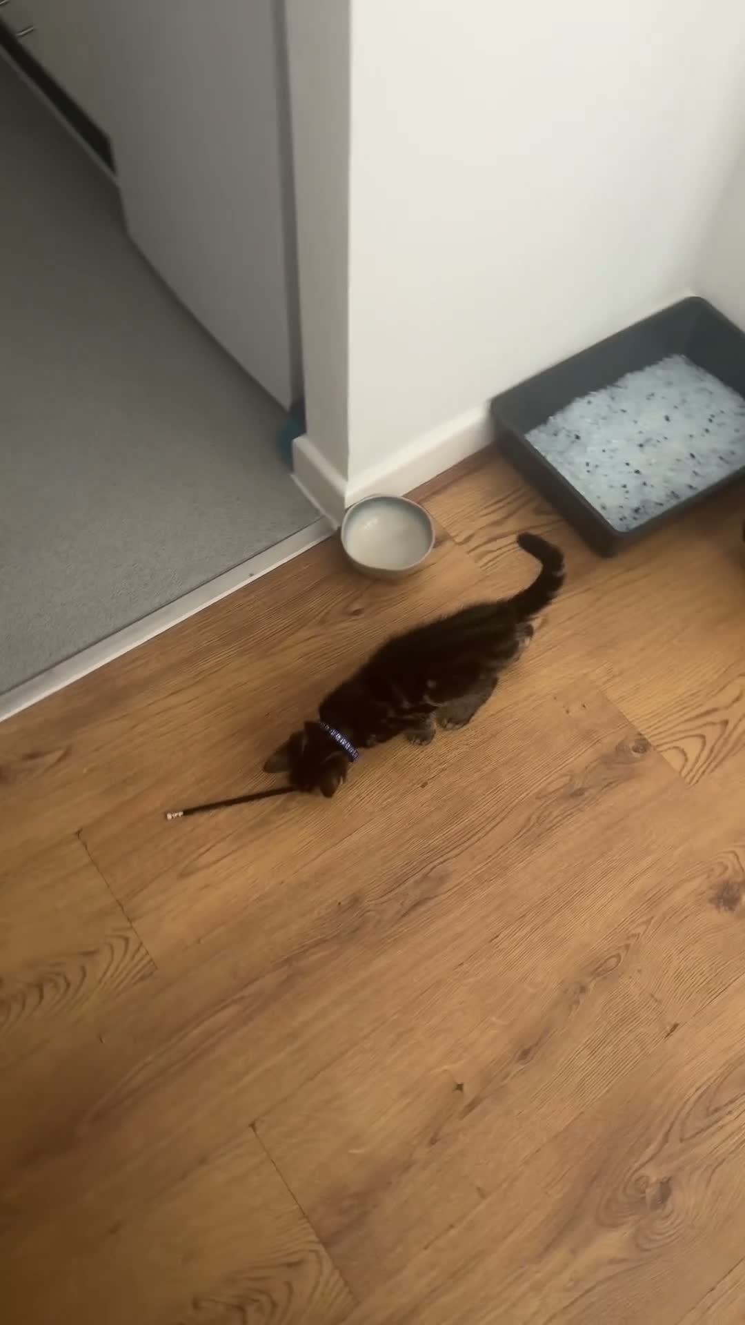 Mixed Breed cats for sale: Male kitten at 13 weeks now ready to leave in London - Video 1
