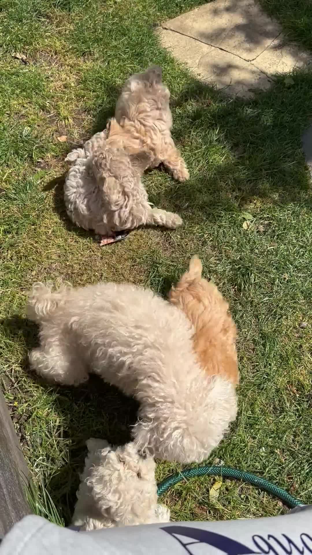 Maltipoo dogs for sale: 🐶 Beautiful Maltipoo Boys Available 🐶 - Video 3