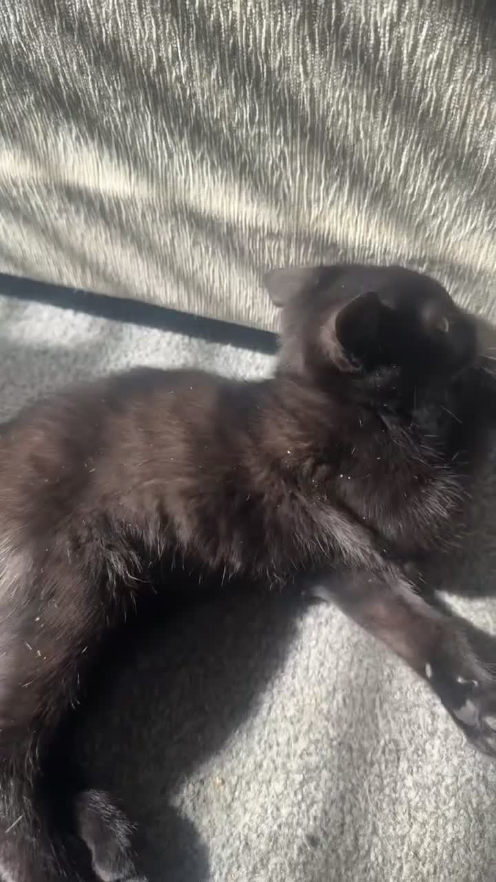 Mixed Breed cats for sale: Miss  - Video 1