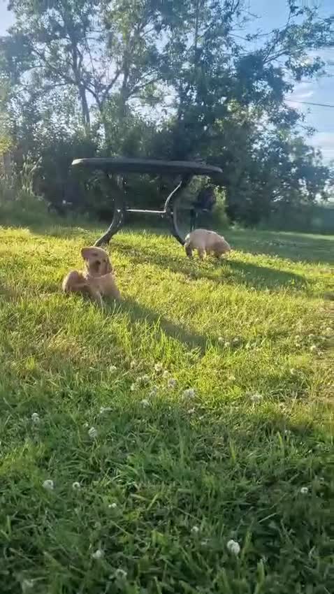 Labrador Retriever dogs for sale: Labrador puppies, from working stock.  - Video 1