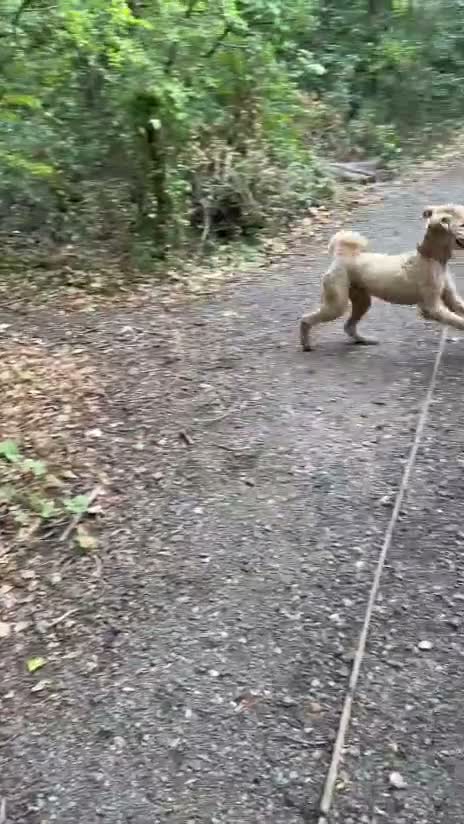Standard Poodle dogs for stud: KC Registered Standard Poodle Stud Dog in London - Video 1