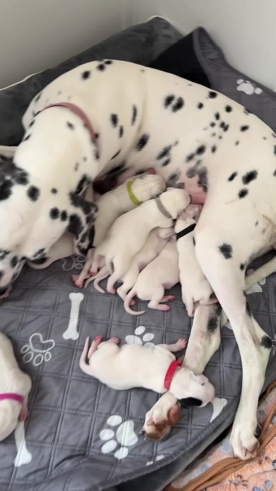 Dalmatian dogs for sale: Stunning KC Reg Dalmatian puppies  in Bristol - Video 1
