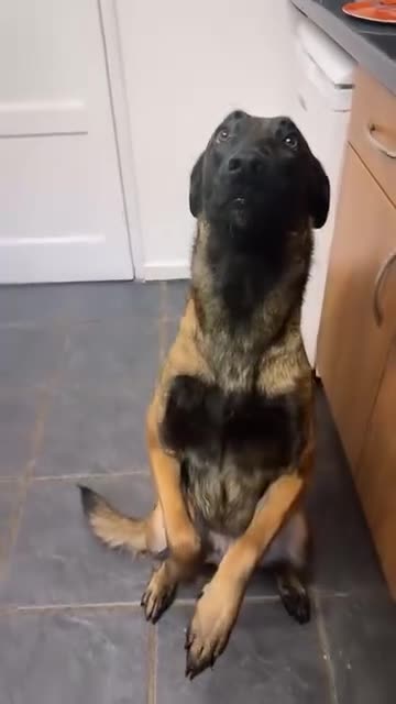 Belgian Shepherd Dog dogs for sale: Belgian Malinios (Singleton Litter) - Video 1