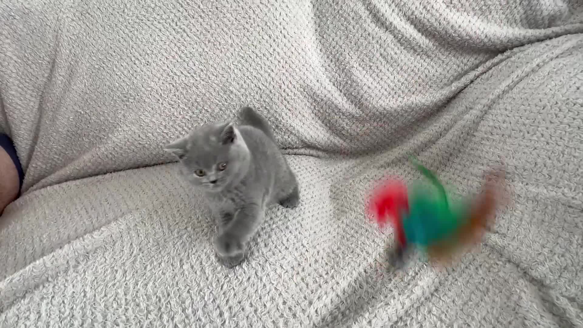 British Shorthair cats for sale: Pedigree BSH kittens  - Video 4