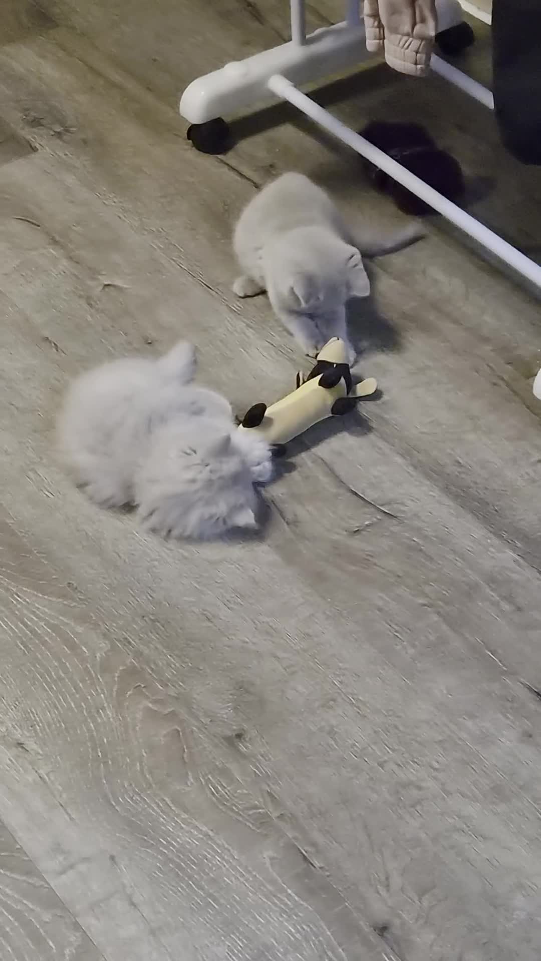 British Shorthair cats for sale: British kitten  in Wolverhampton - Video 1