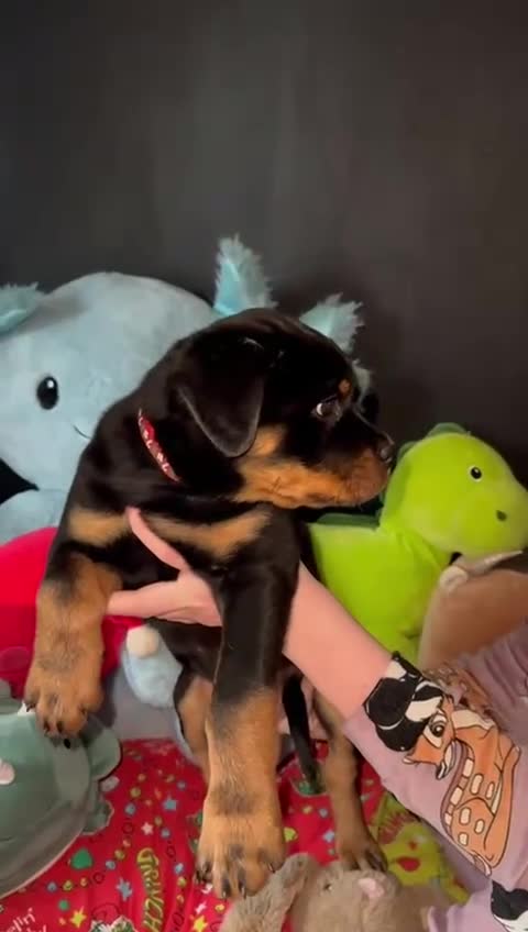 Rottweiler dogs for sale: Gorgeous Male Rotty Pup for Sale! Ready to Leave - Video 3