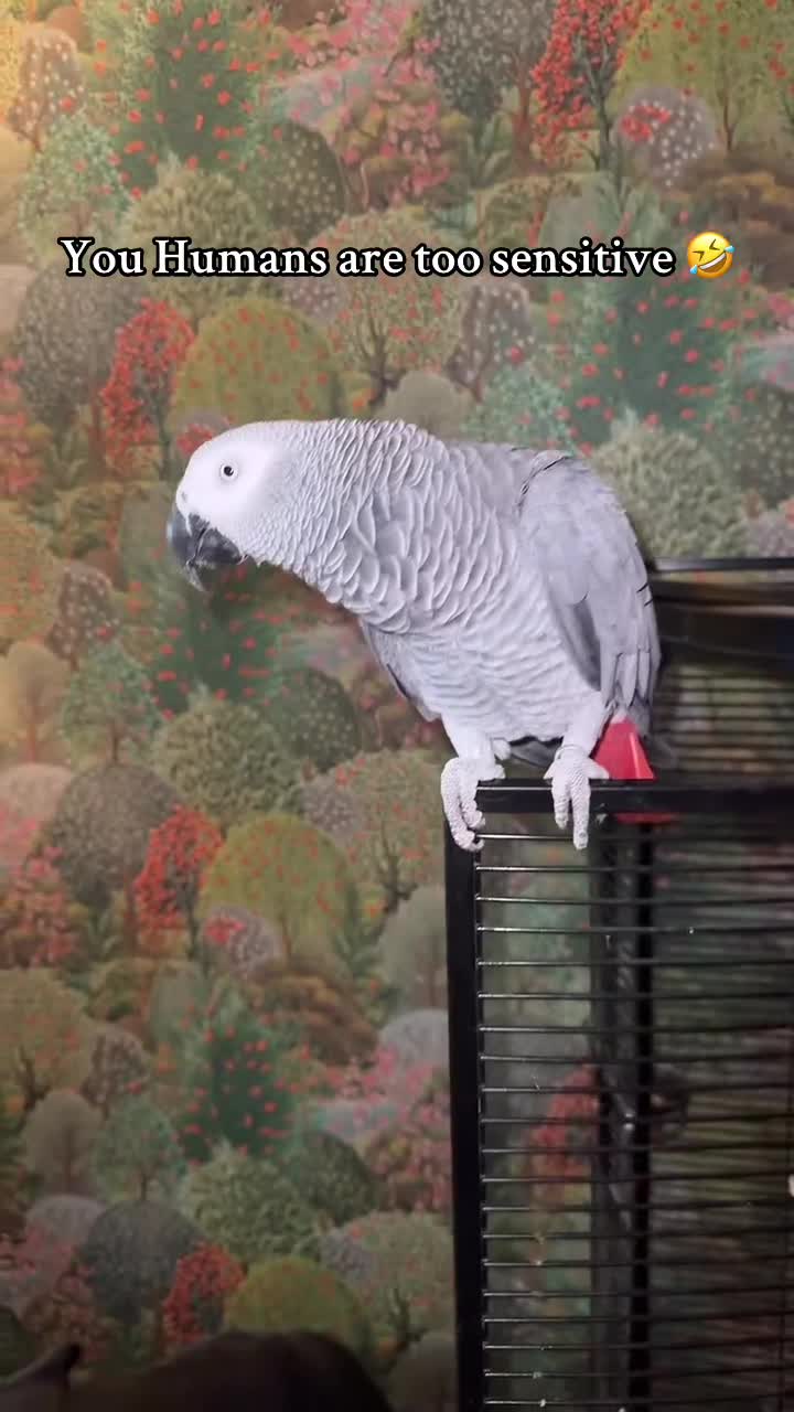 Parrots birds for sale: Highly Talkative African Grey in Dunmow - Video 2