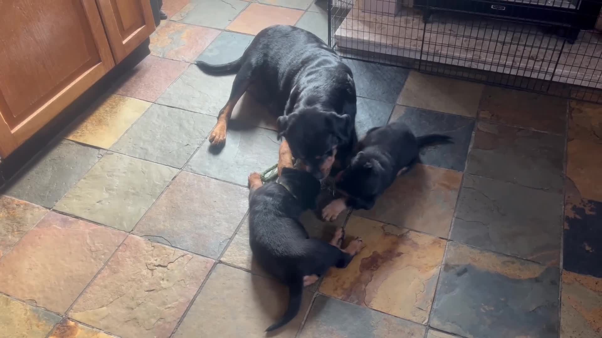 Rottweiler dogs for sale: Rottweiler huge chunky pups ready now 2 girls left - Video 1