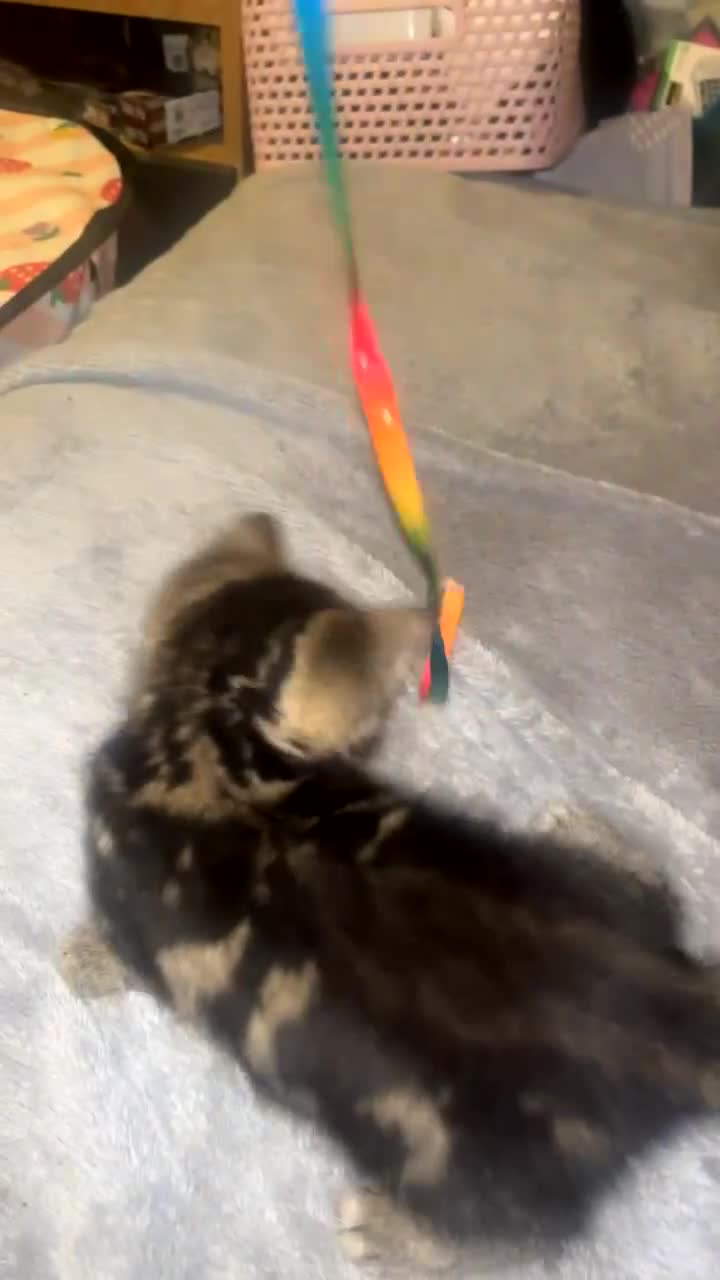 Mixed Breed cats for sale: FOR SALE!! cats and kittens x - Video 4