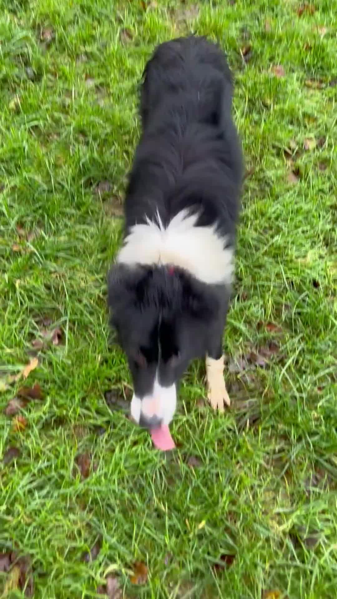 Border Collie dogs for sale: Male Border collie  - Video 1