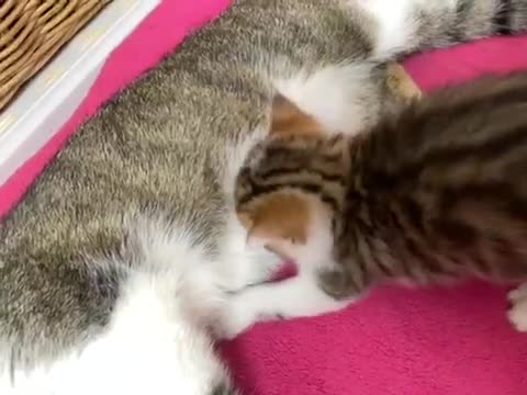 Mixed Breed cats for sale: Kittens : Ready to view  - Video 3