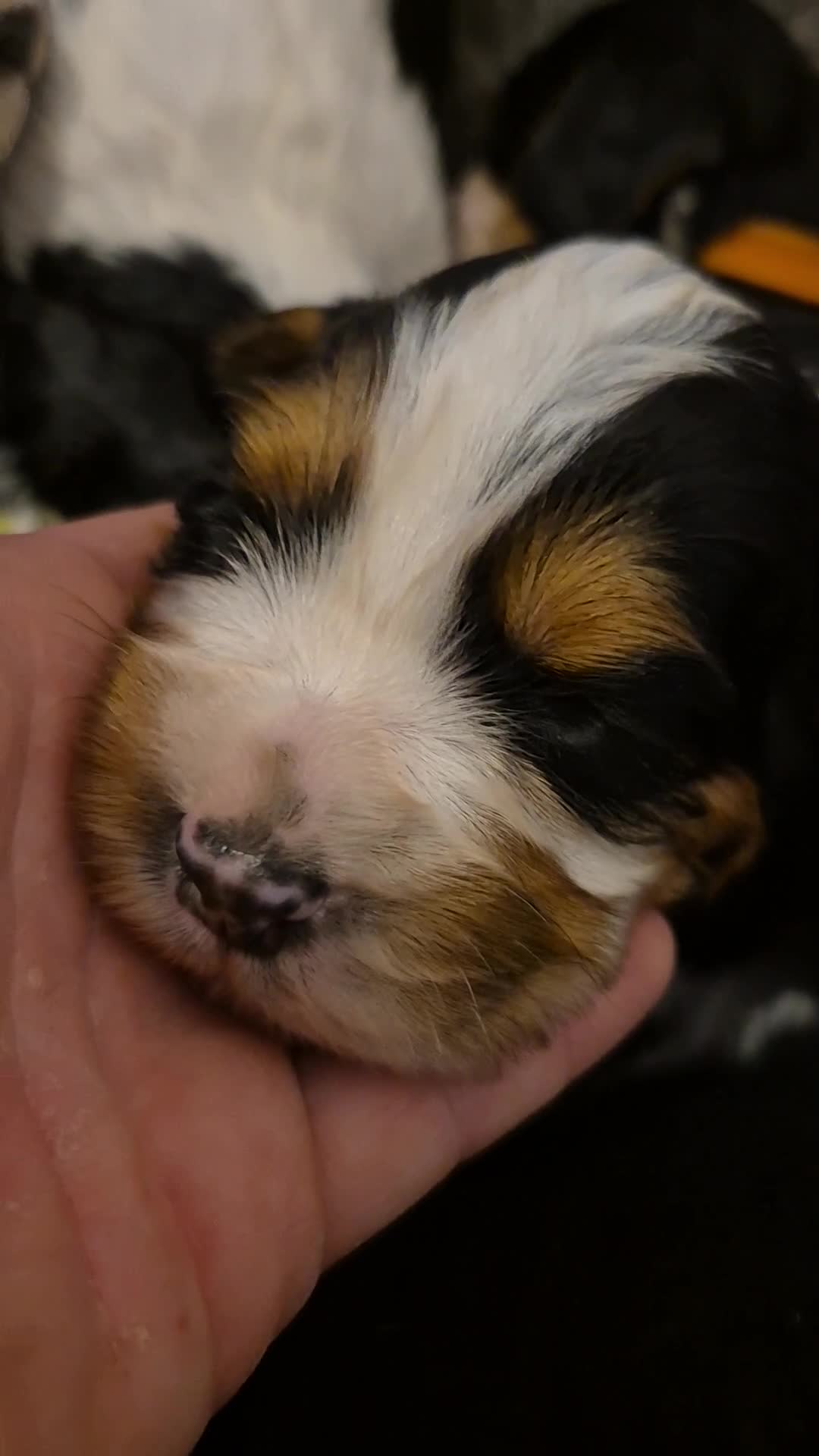 Cockalier dogs for sale: Cockalier  - Video 1