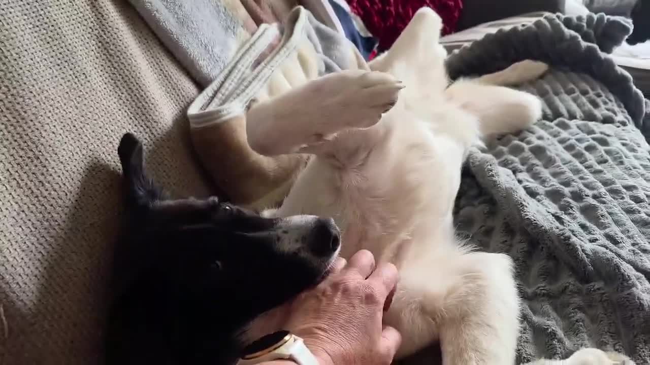 Mixed Breed dogs for adoption: ANGEL - Video 1