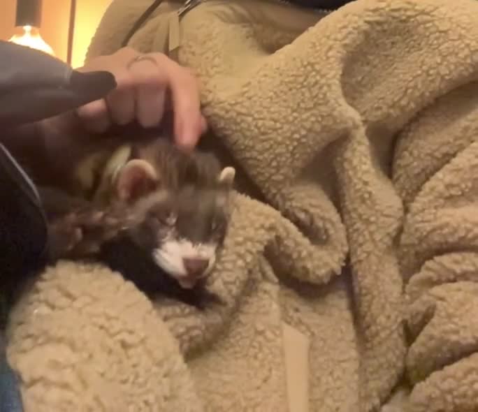 Ferret rodents for sale: 2 Polecats (4 months) (£40 for both)  - Video 1