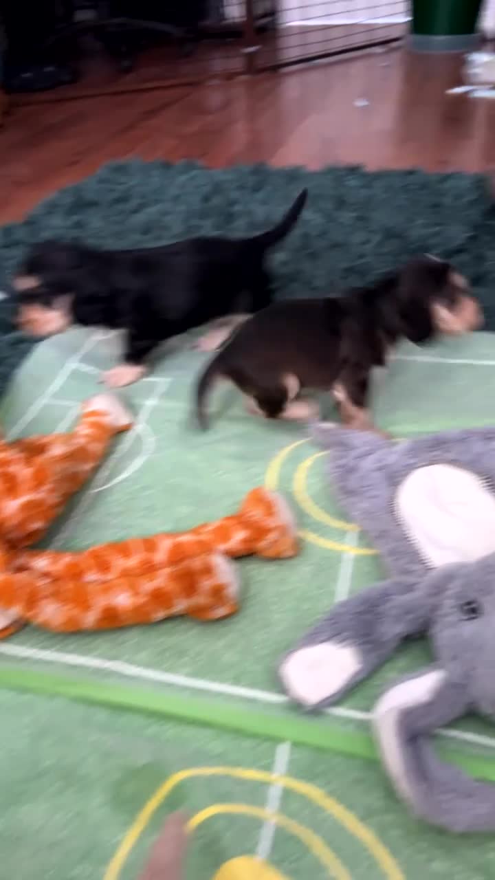 Cocker Spaniel dogs for sale: KC registered, health tested, Show cocker spaniels - Video 1