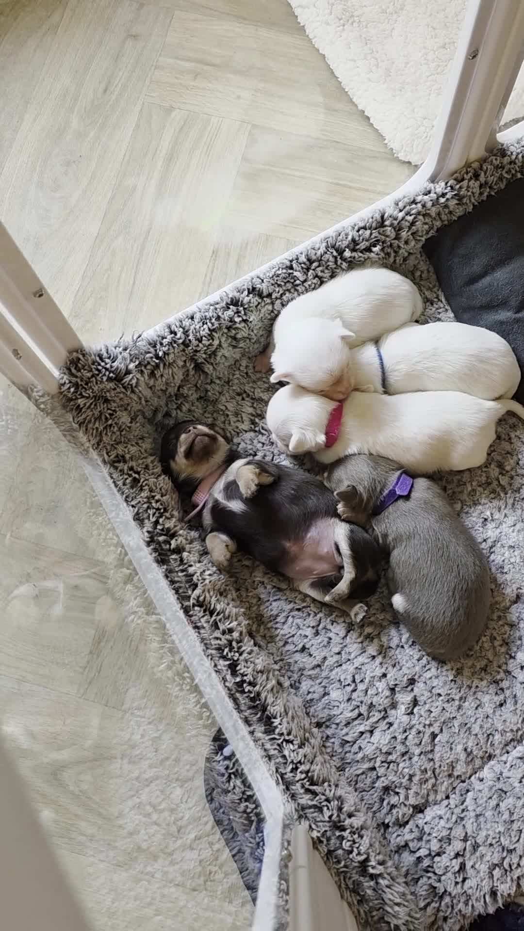 Chihuahua dogs for sale: 5 Beautiful true to type small chihuahuas - Video 1