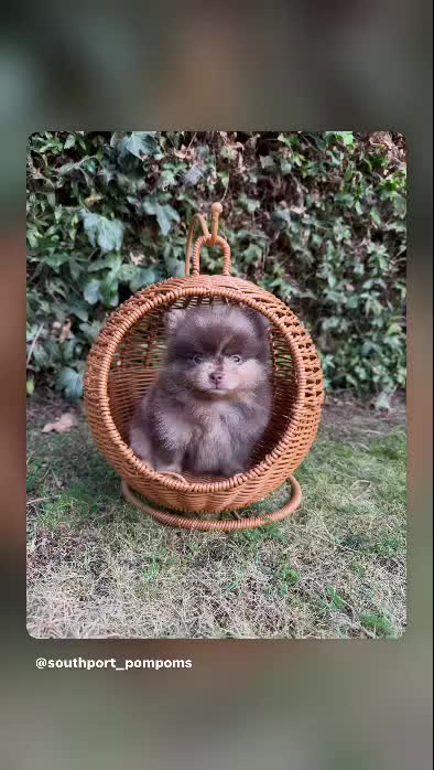 Pomeranian dogs for stud: Khabib the Pom full Russian lines  - Video 1