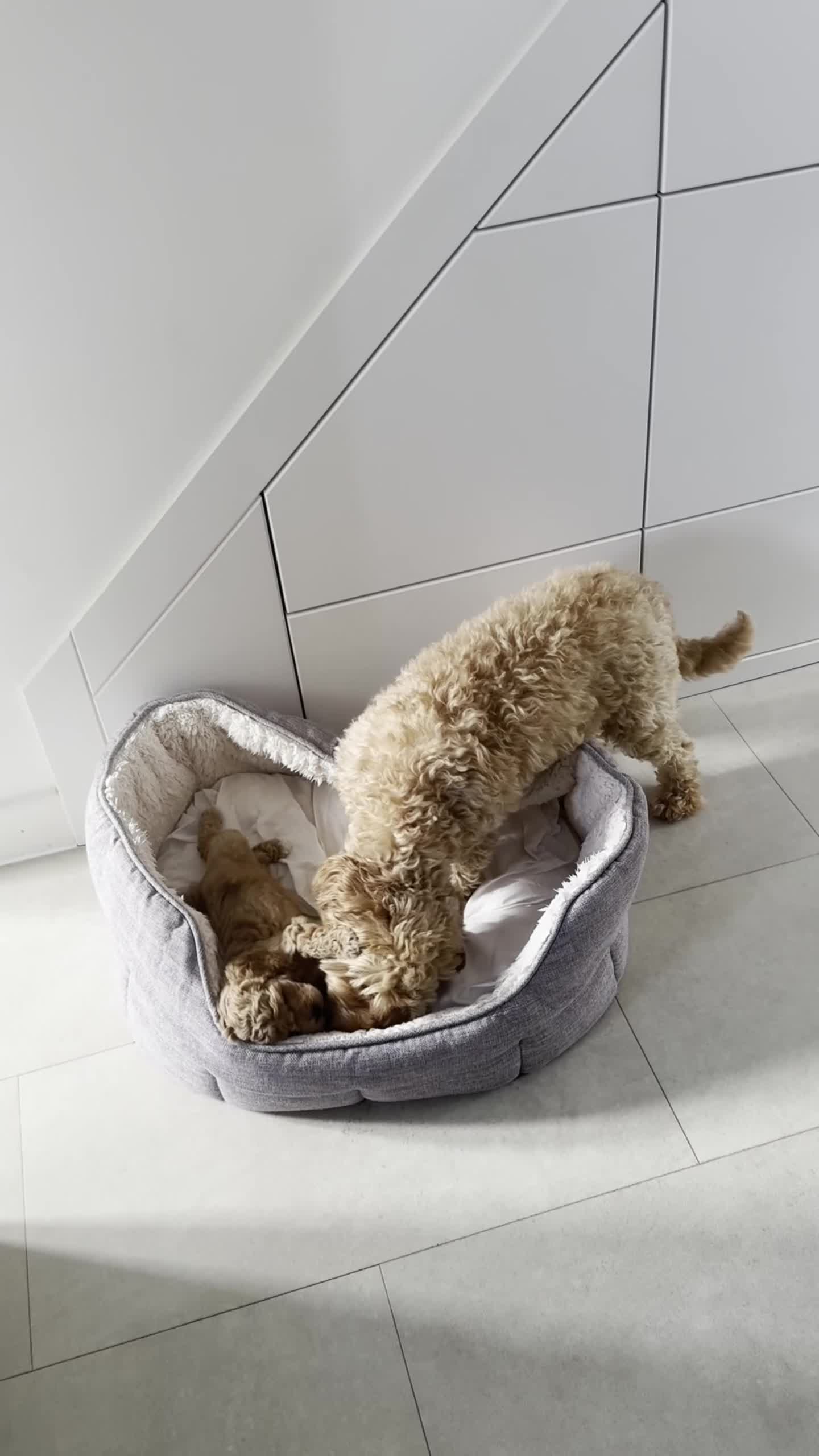 Cockapoo dogs for sale: Toy Cockapoo Puppies - Video 1