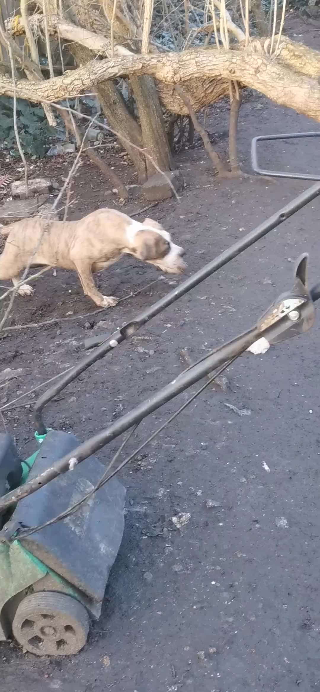 Mixed Breed dogs for sale: American bulldog mastiff cross puppies for sale - Video 1