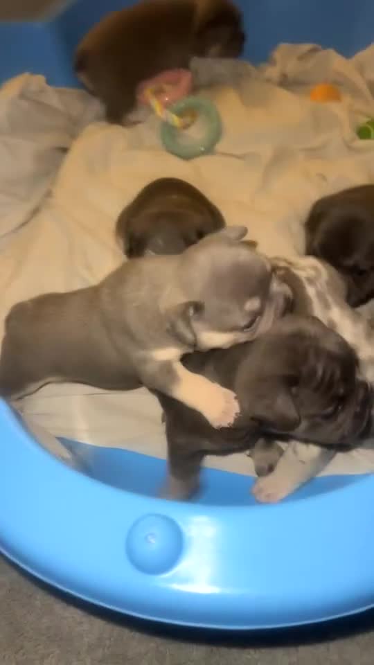 French Bulldog dogs for sale: French bulldog puppies for sale  - Video 3