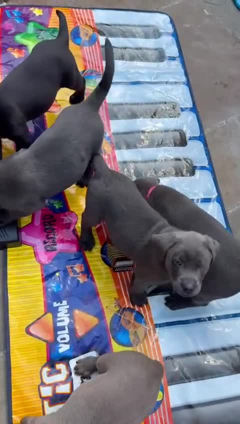 Labrador Retriever dogs for sale: Just a beautiful litter - Video 2