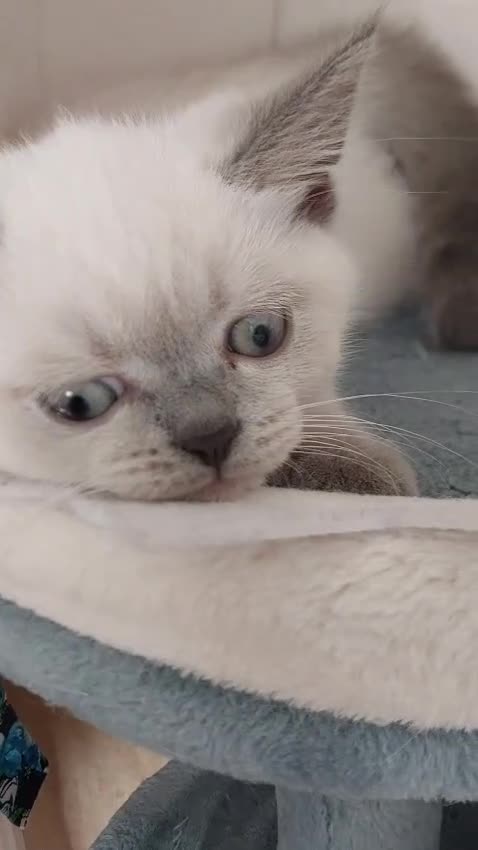 Scottish Fold cats for sale: 😸 Scottish Fold pedigree kittens😸 - Video 5