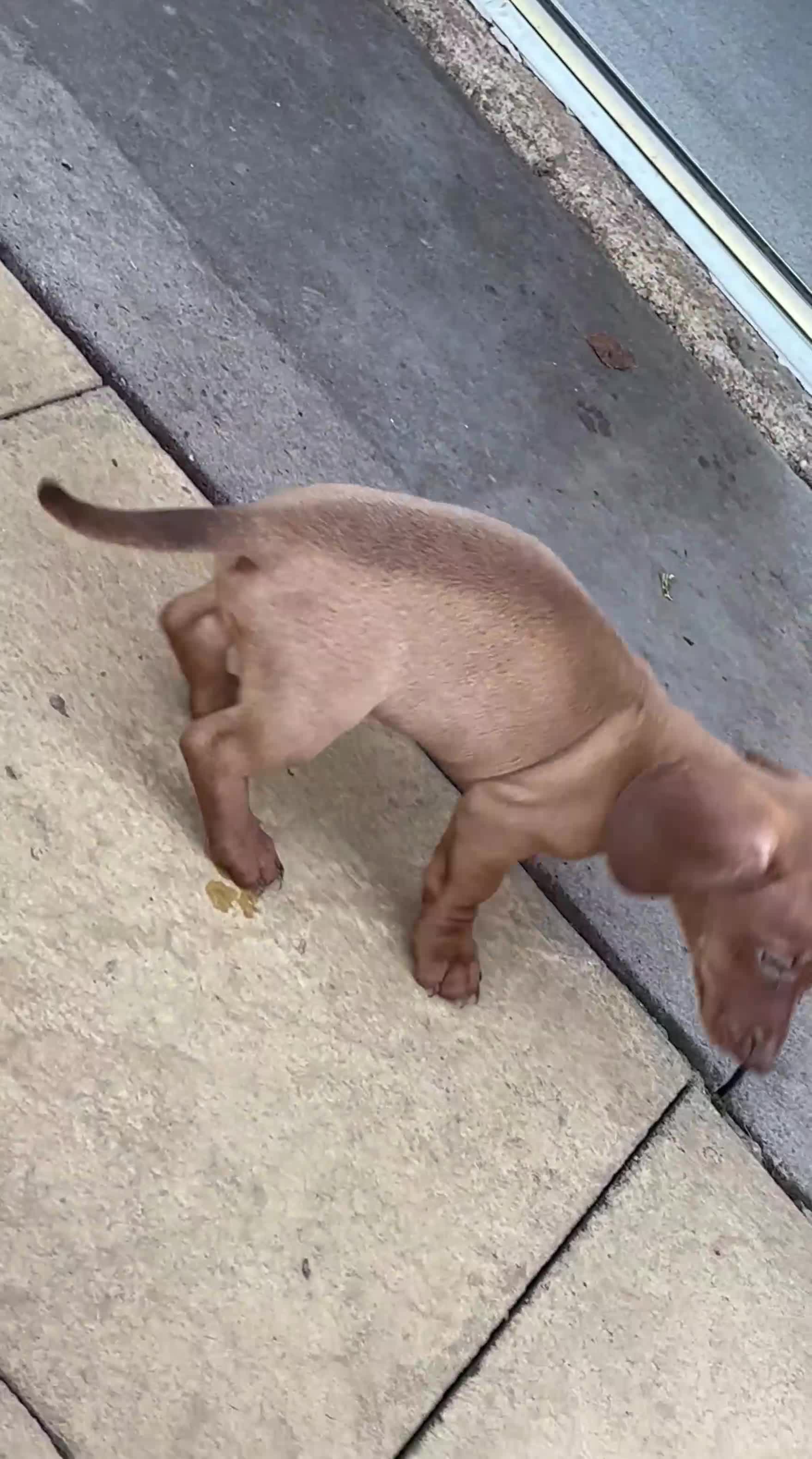 Miniature Dachshund dogs for sale: FAWN FEMALE MINI DACHSHUND - Video 1