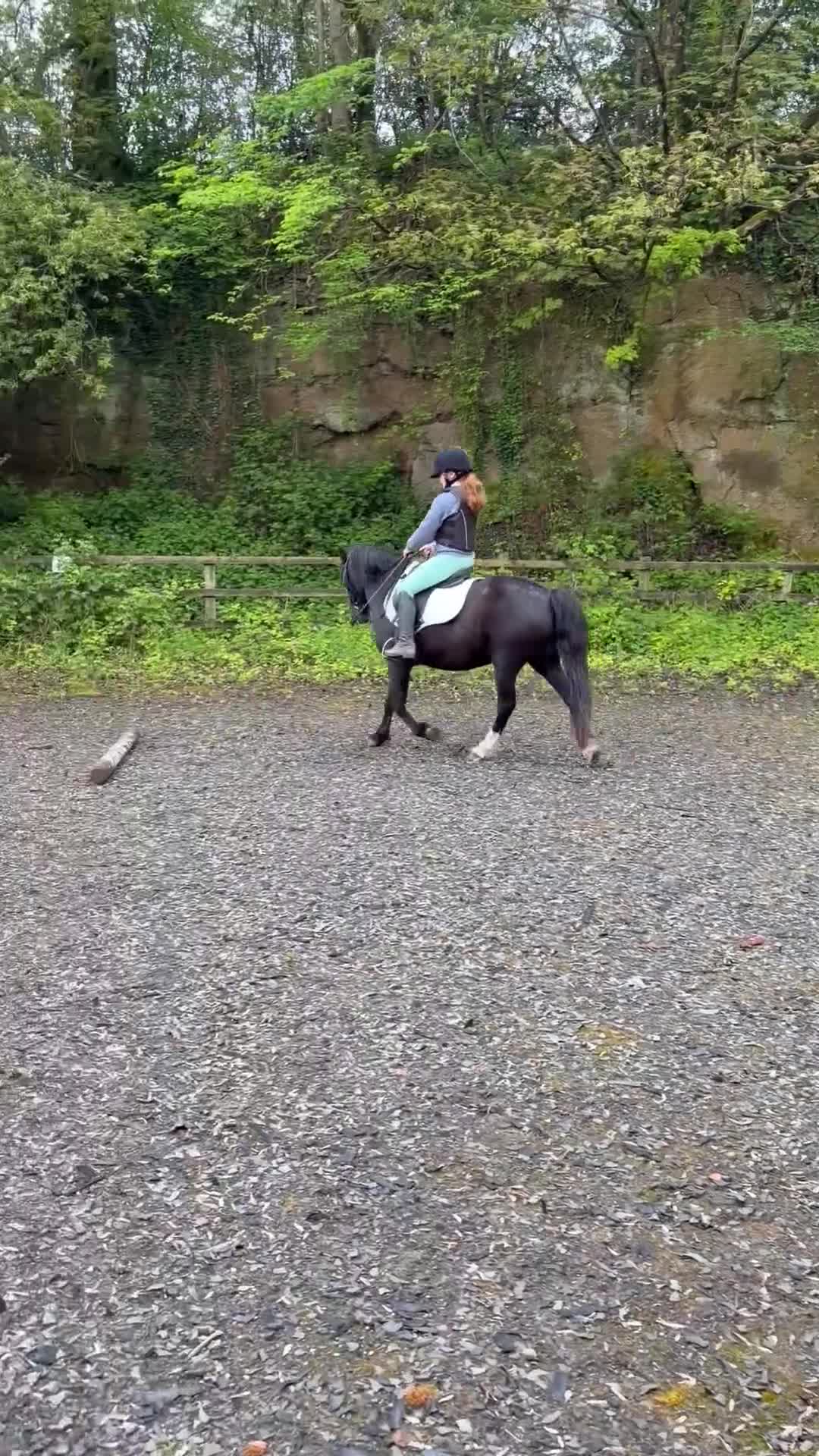 Other Breed horses for sale: Beauty by name beauty by nature  - Video 2