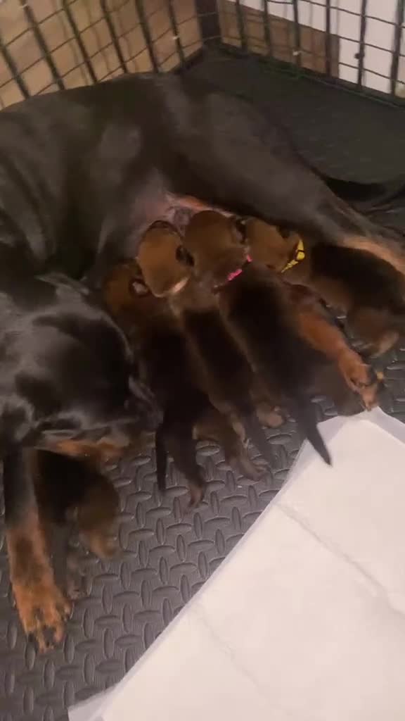 Mixed Breed dogs for sale: 🐾 Rottweiler x Belgian Malinois Puppies  - Video 2