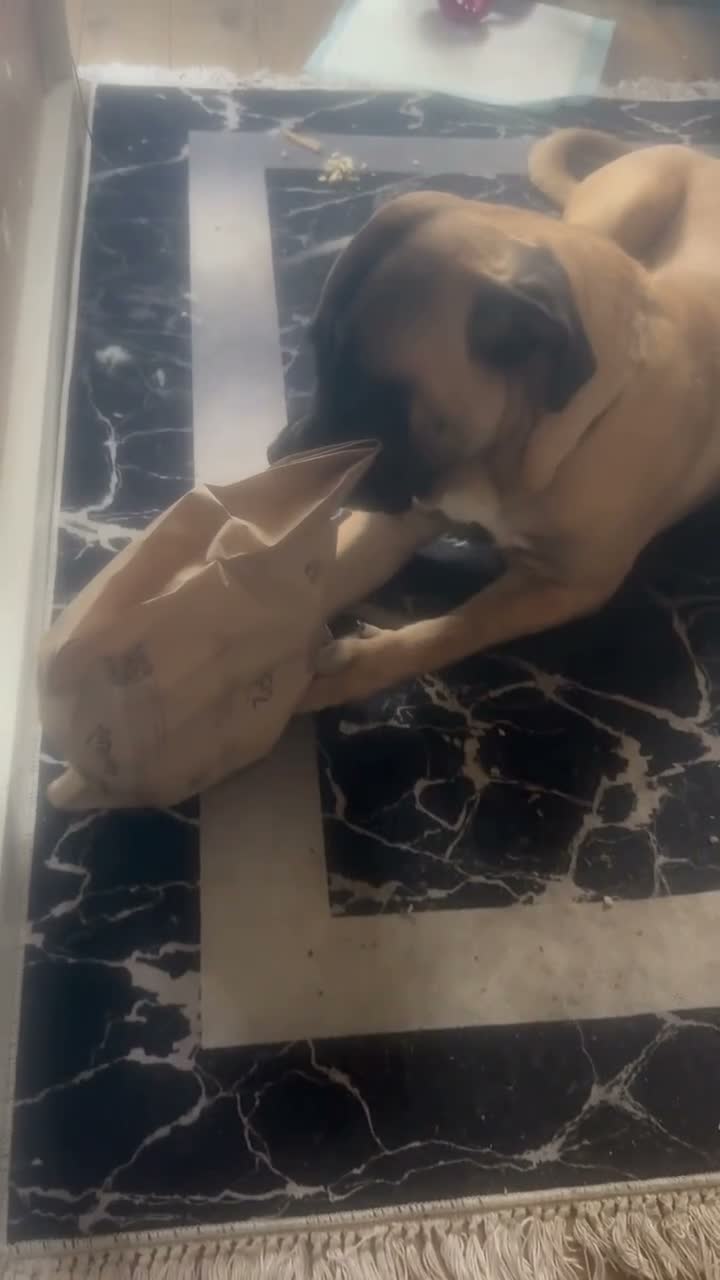 Bullmastiff dogs for sale: 10-Month-Bullmastiff Boy – Looking for a Home  - Video 1