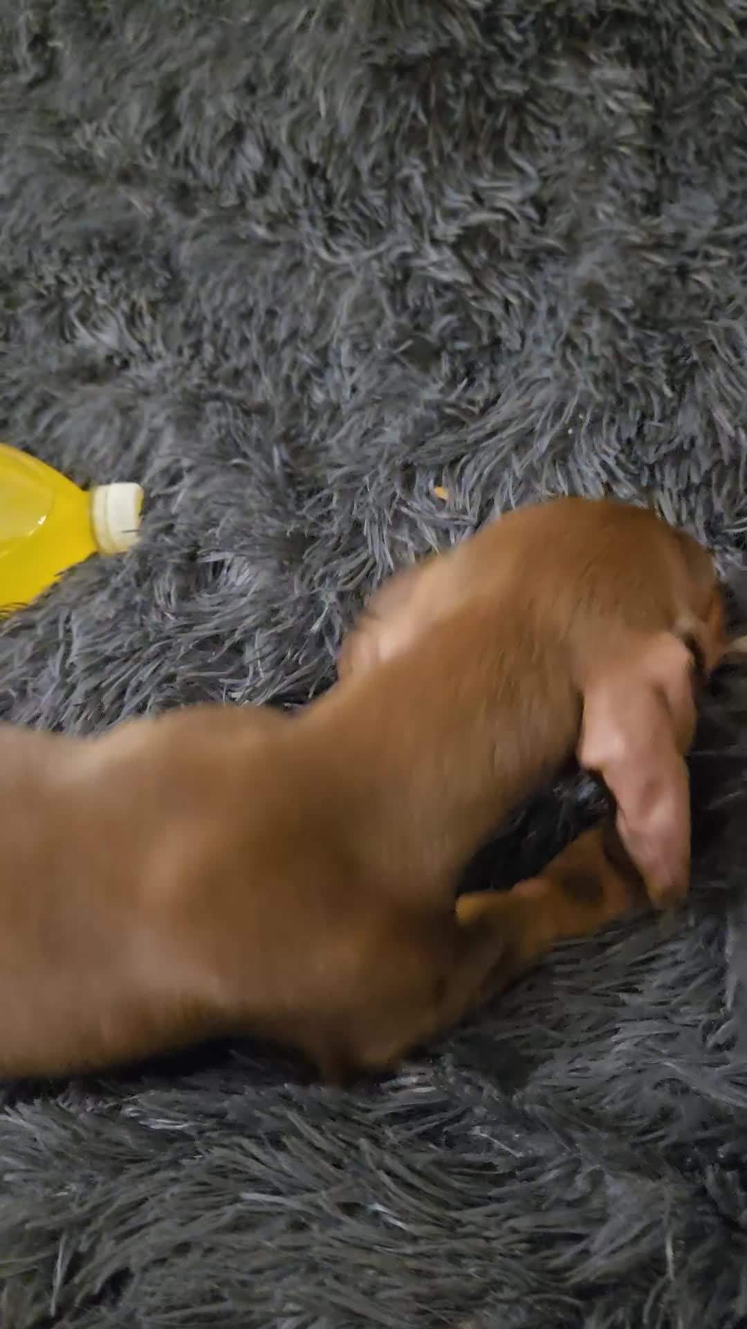 Miniature Dachshund dogs for sale: Chocolate male miniature dacshund  - Video 1