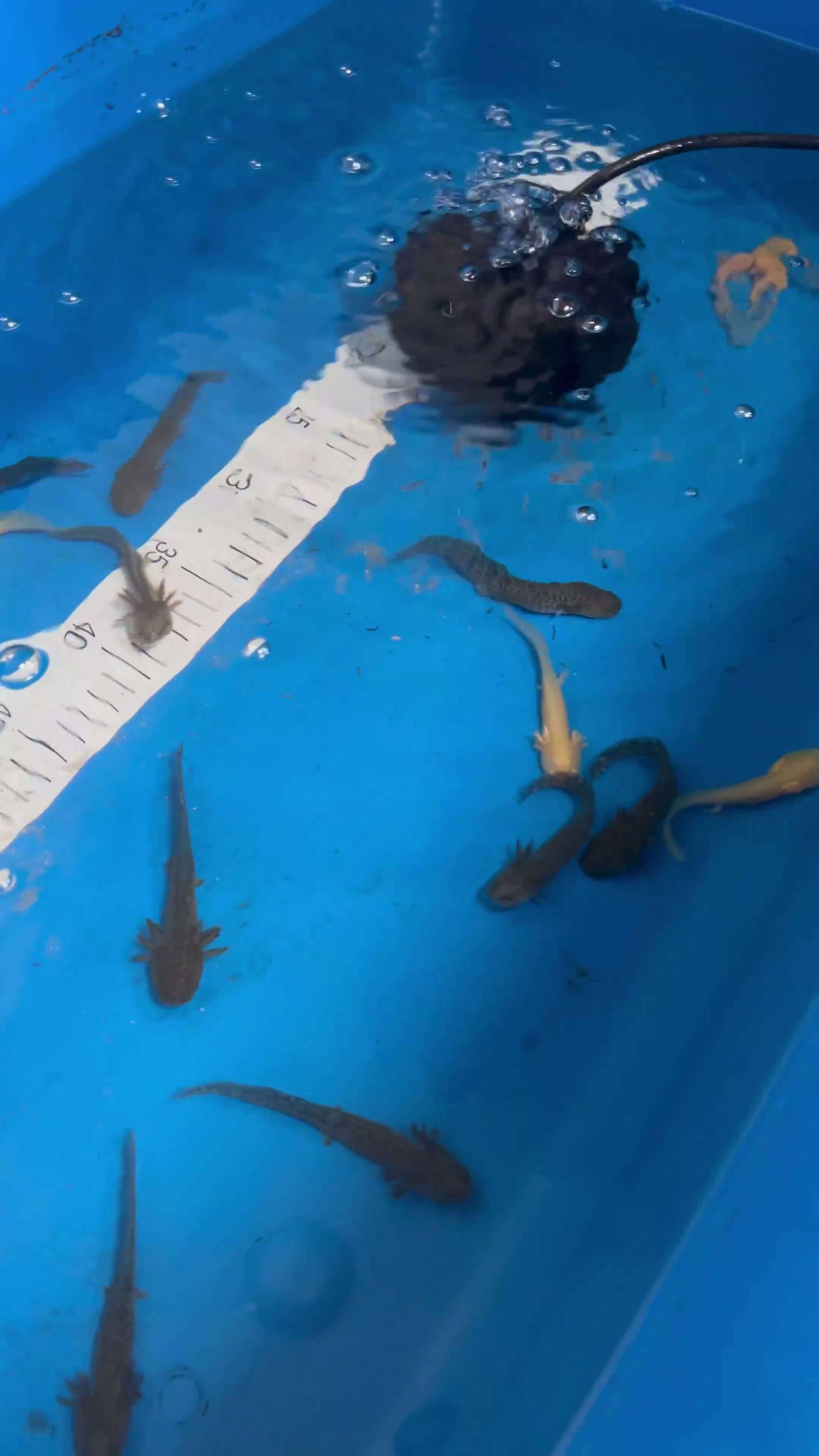 Axolotl reptiles for sale: Baby Axolotls  - Video 1