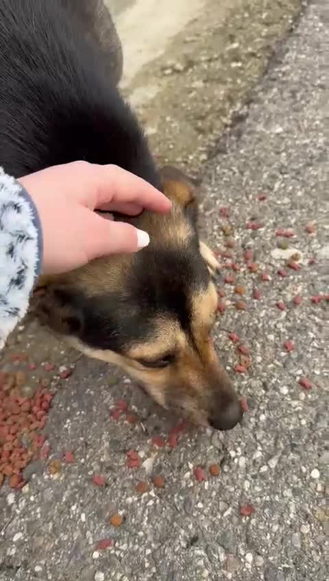 Mixed Breed dogs for adoption: 🐾 Meet LUPA – Your Loyal Shadow in the Making 💛 - Video 2