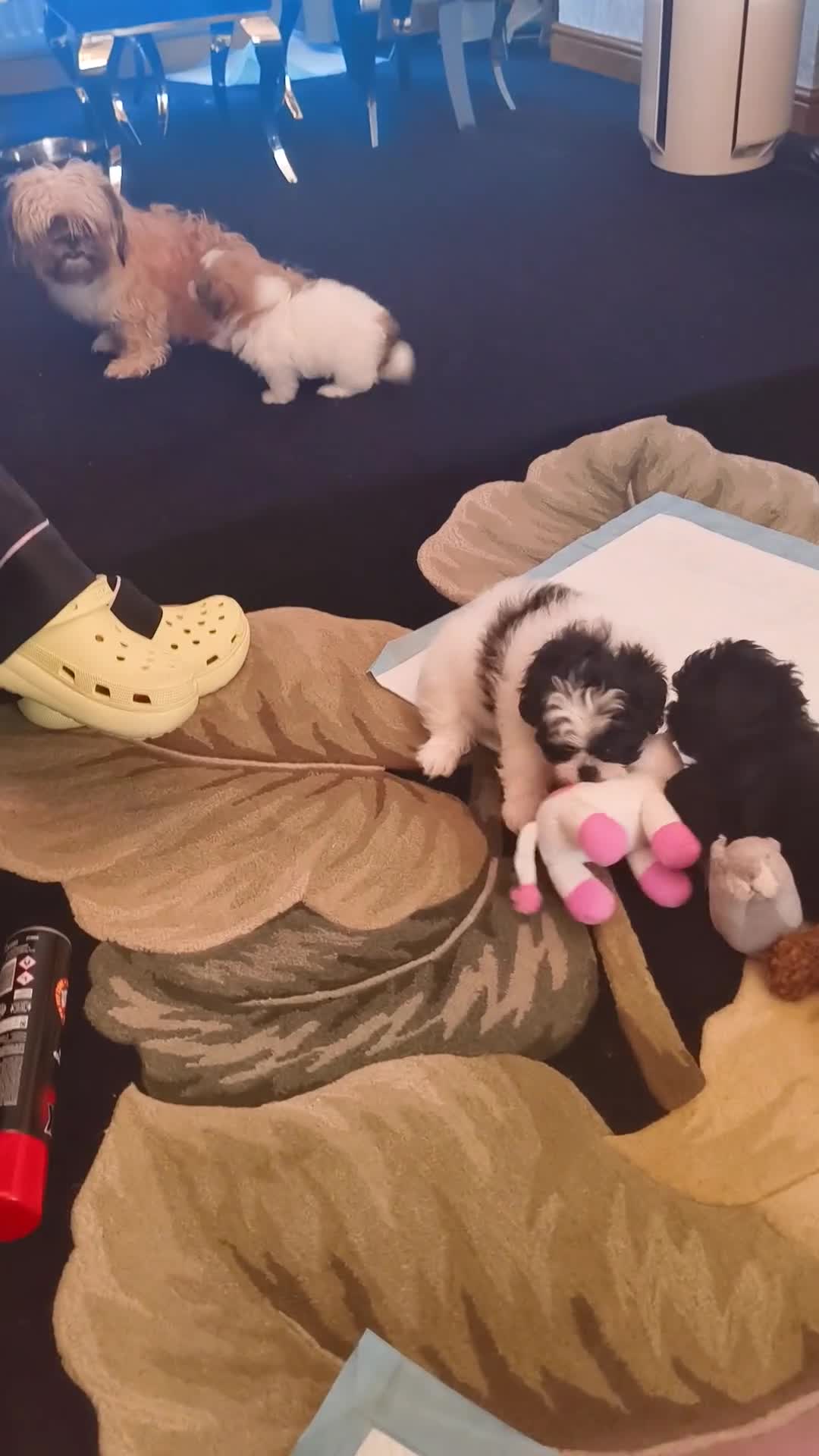Shih Tzu dogs for sale: Shih tzus puppy's for sale  - Video 2