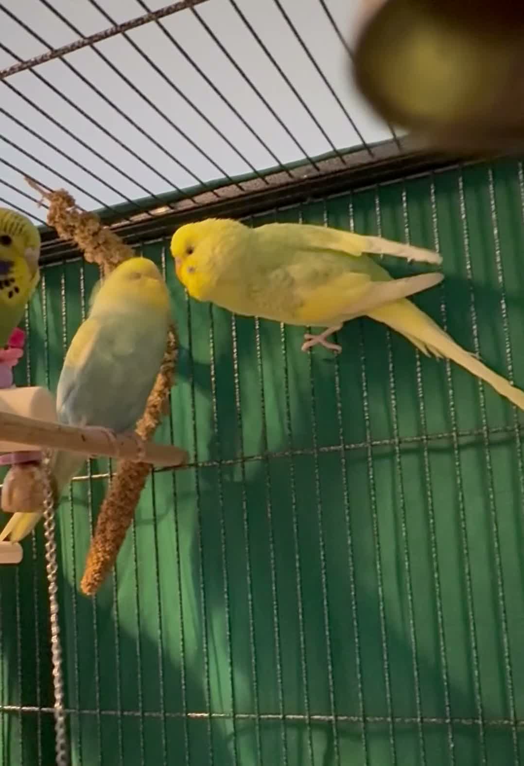 Budgerigars birds for sale: • Bonded pair — male & female young runcorn   ✅ - Video 1