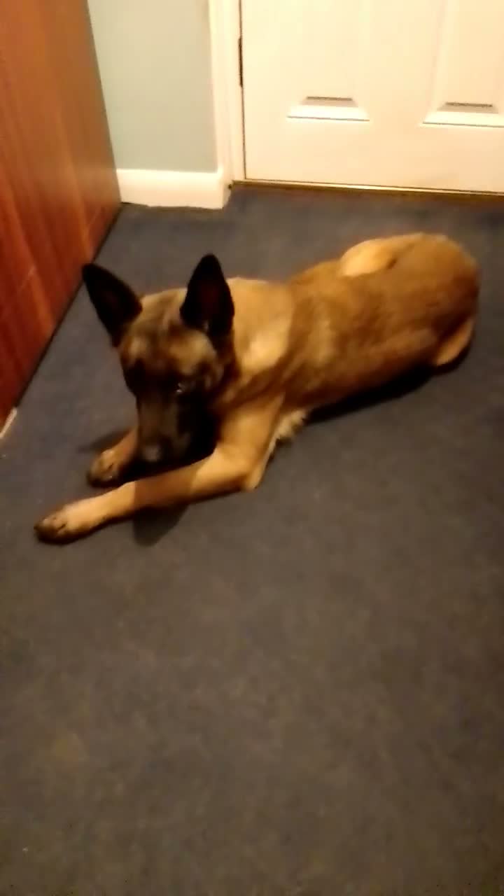 Mixed Breed dogs for sale: Belgium malinois  - Video 1