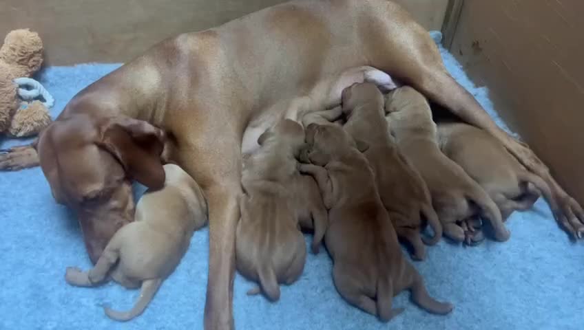 Hungarian Vizsla dogs for sale: 1CHUNKY DEEP RED HUNGARIAN VIZSLA GIRL PUPPY LEFT - Video 4