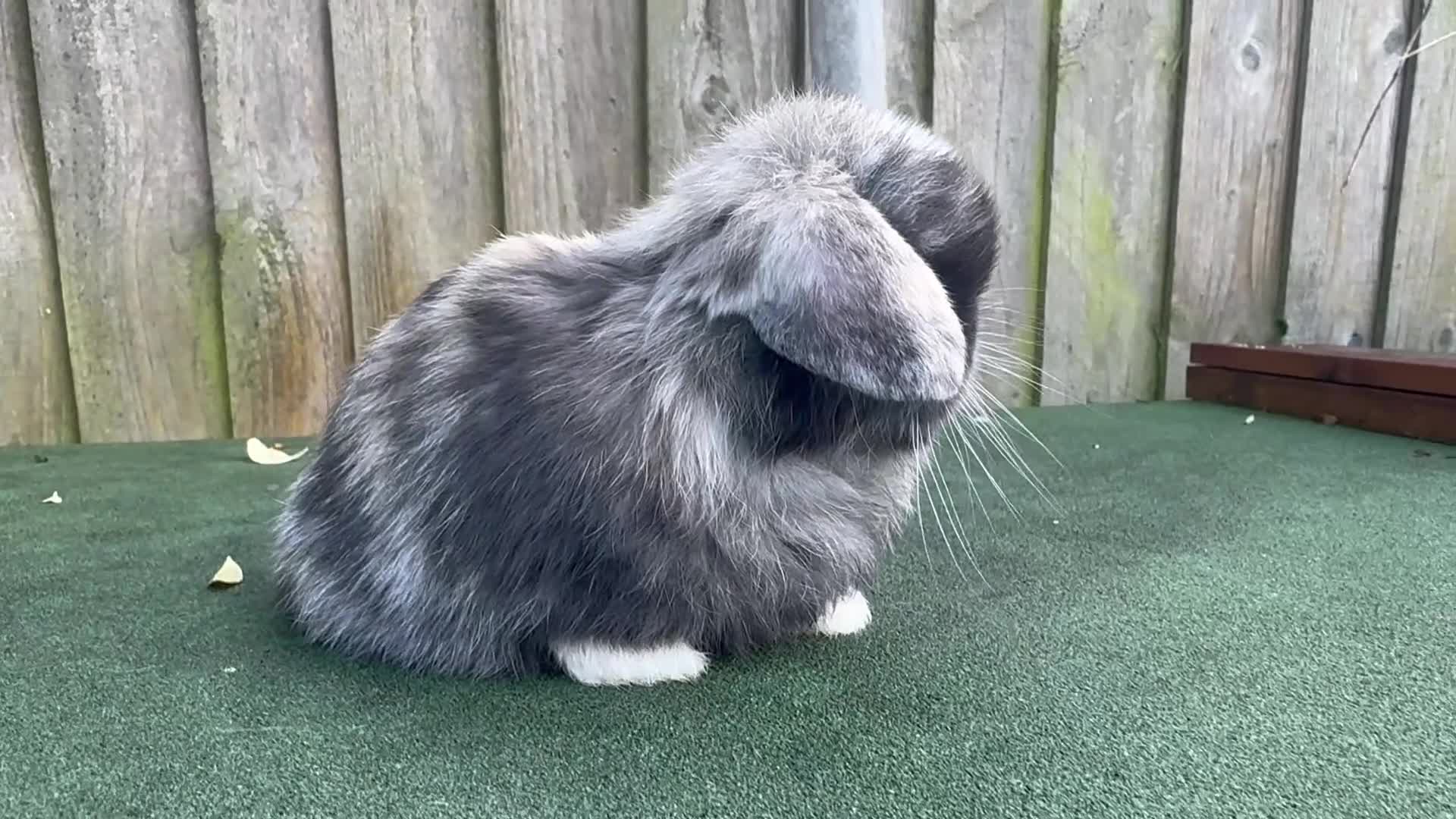 Mini Lop rabbits for sale: TOP QUALITY baby mini lops - Video 1