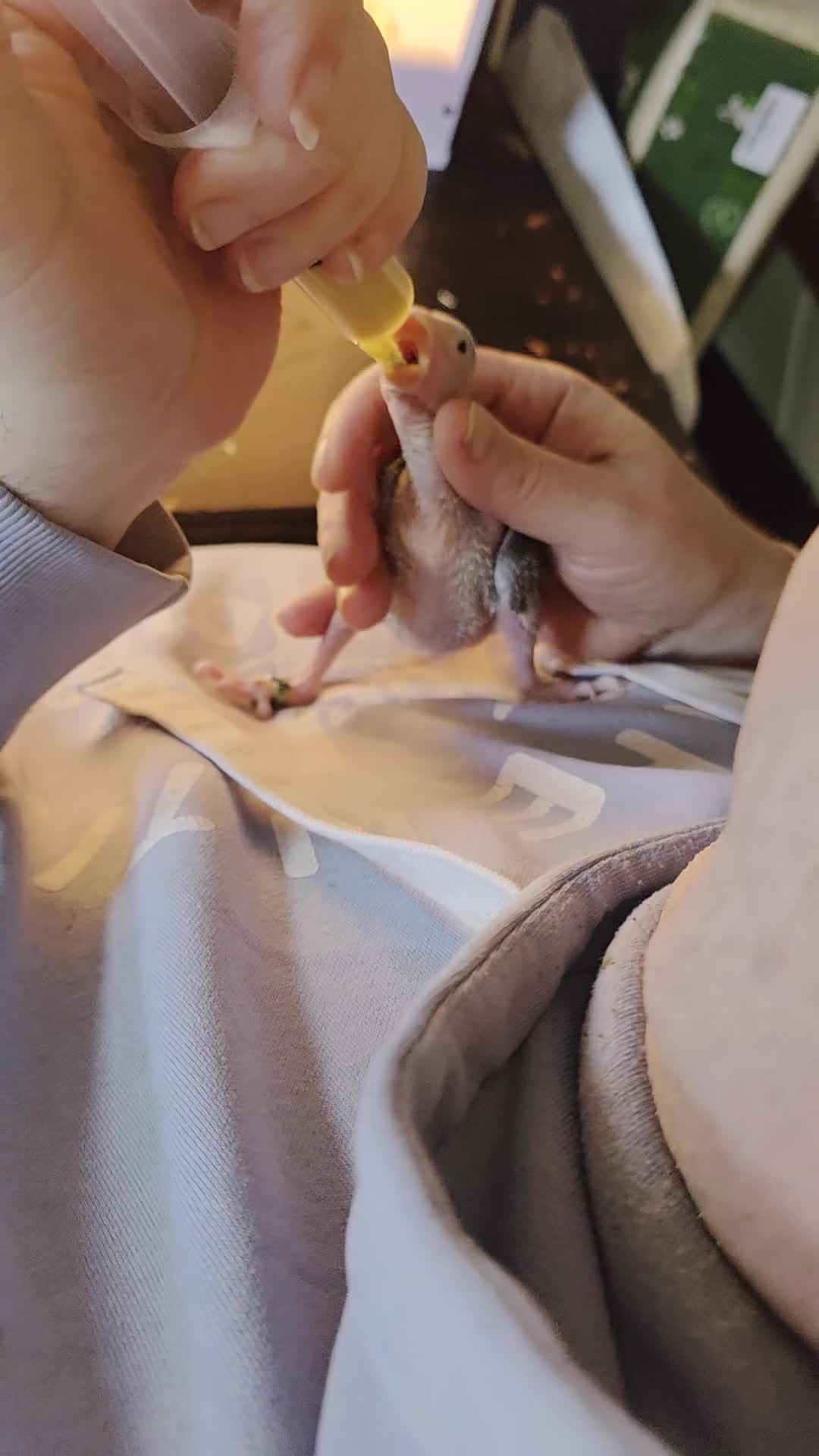 Ringnecks birds for sale: Hand reared baby ringnecks  in Rugby - Video 2