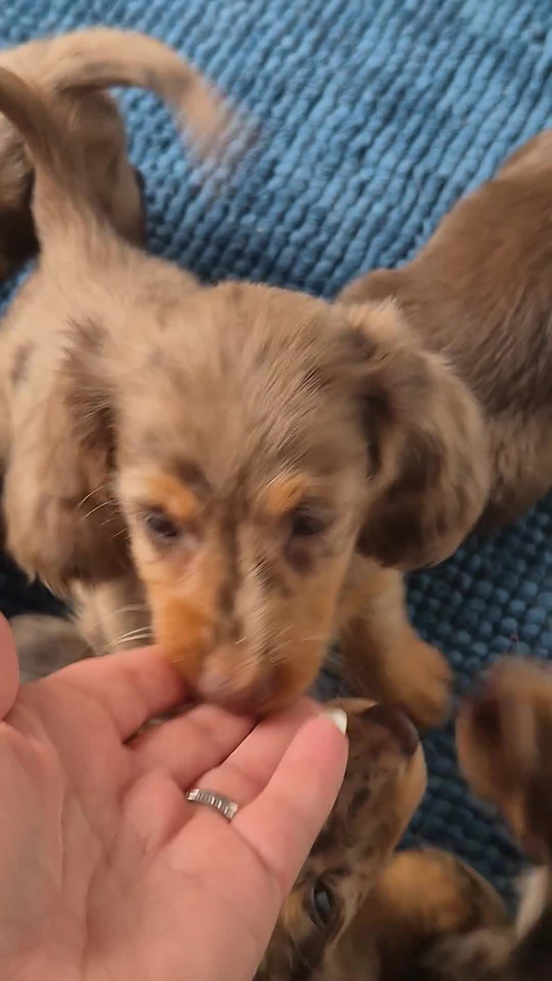 Miniature Dachshund dogs for sale: ⚜️KC PRA clear TINY Miniature dachshund puppies  - Video 1