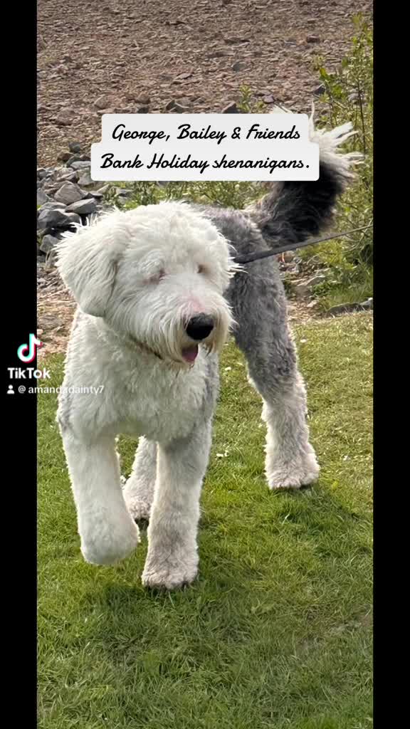 Old English Sheepdog dogs for stud: KC registered Old English Sheepdog for stud in Consett - Video 1