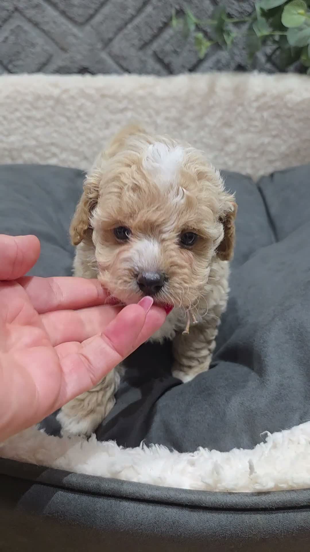 Maltipoo dogs for sale: Tiny Maltipoo F1B Puppies  in Motherwell - Video 1
