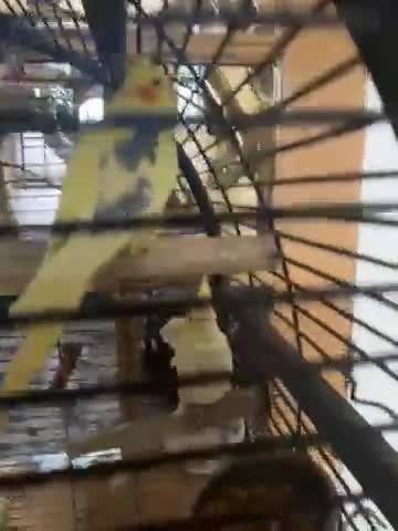 Mixed Breed birds for sale: birds for sale  in Bolton - Video 1
