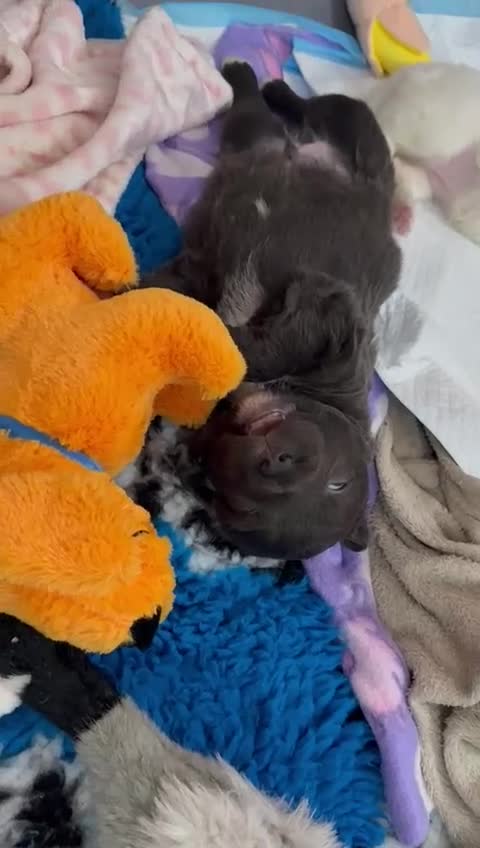 Staffordshire Bull Terrier dogs for sale: Handsome buster  - Video 1