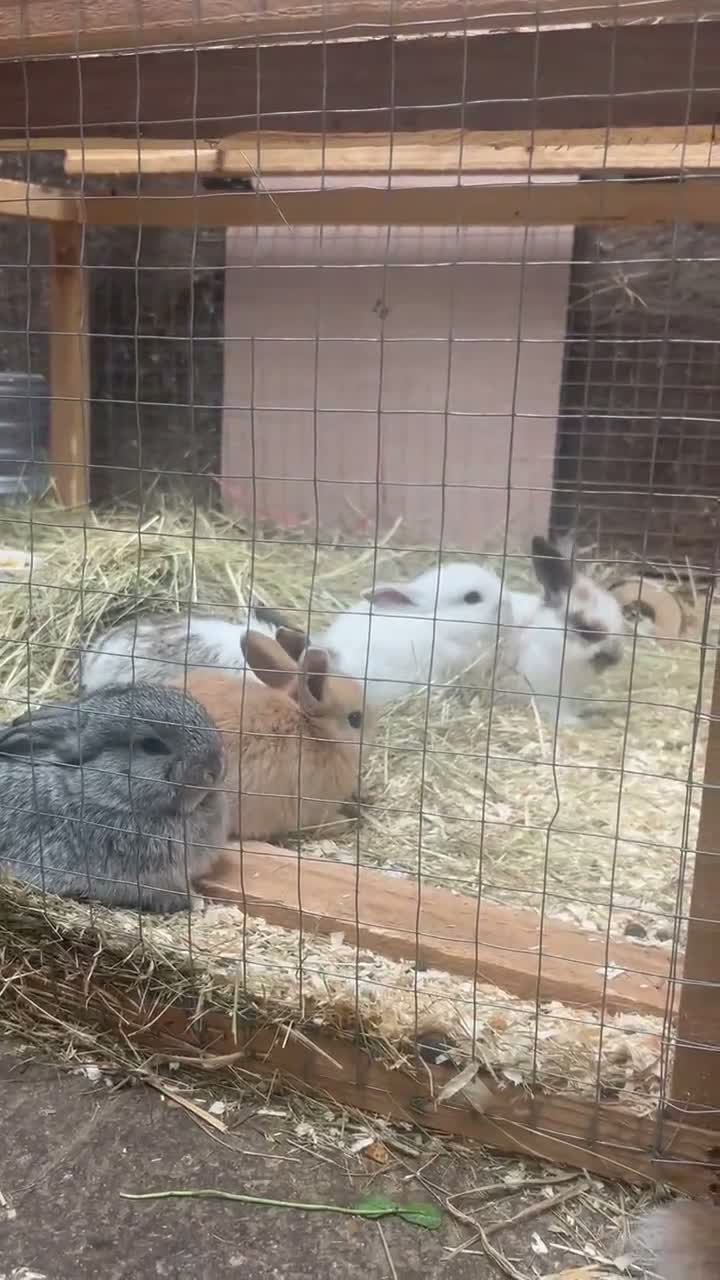 Mixed Breed rabbits for sale: Mixed litter of plush lops  - Video 1